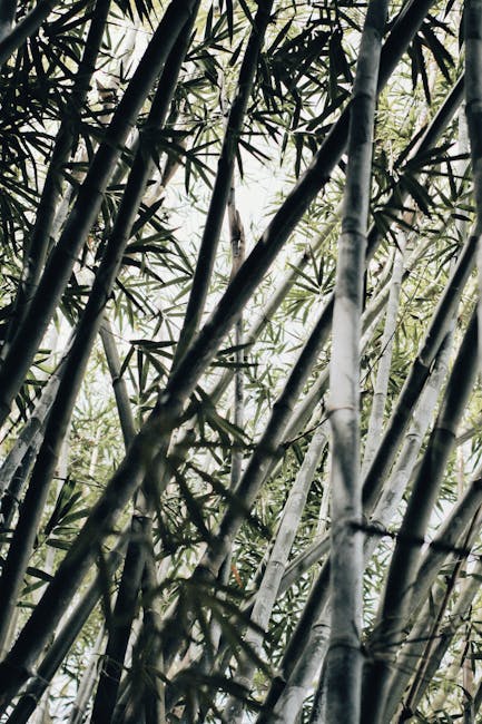 Farverig fod-fashion: Opdager du bambusstrømpernes forunderlige verden?